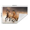 Set de table Cheval blanc en polyester 45.7x30.5 cm - miniature variant 2