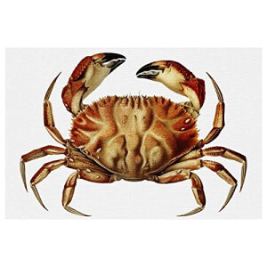 Set de table Crabe multicolore 30x45 cm