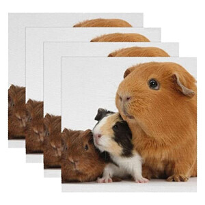 Set de table Hamster multi- 1 pièces